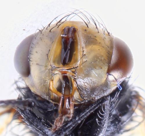 Gonia ornata